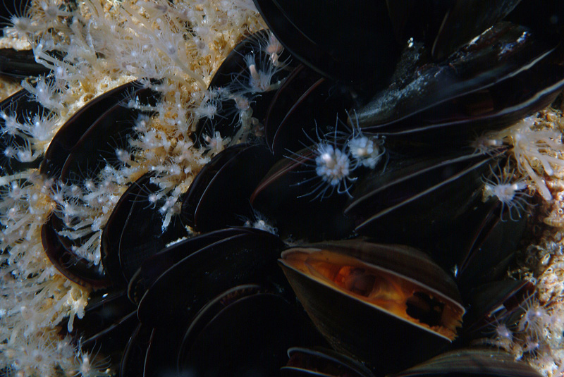 Ectopleura crocea e Cornularia cornucopiae